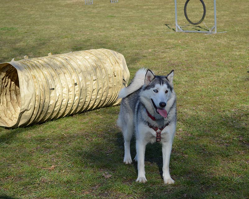 Un cane husky siberiano nel campo di addestramento e agility dog del centro cinofilo CaneNatura