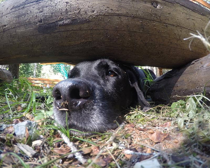 CaneNatura: cane maschio di razza labrador sotto un tronco