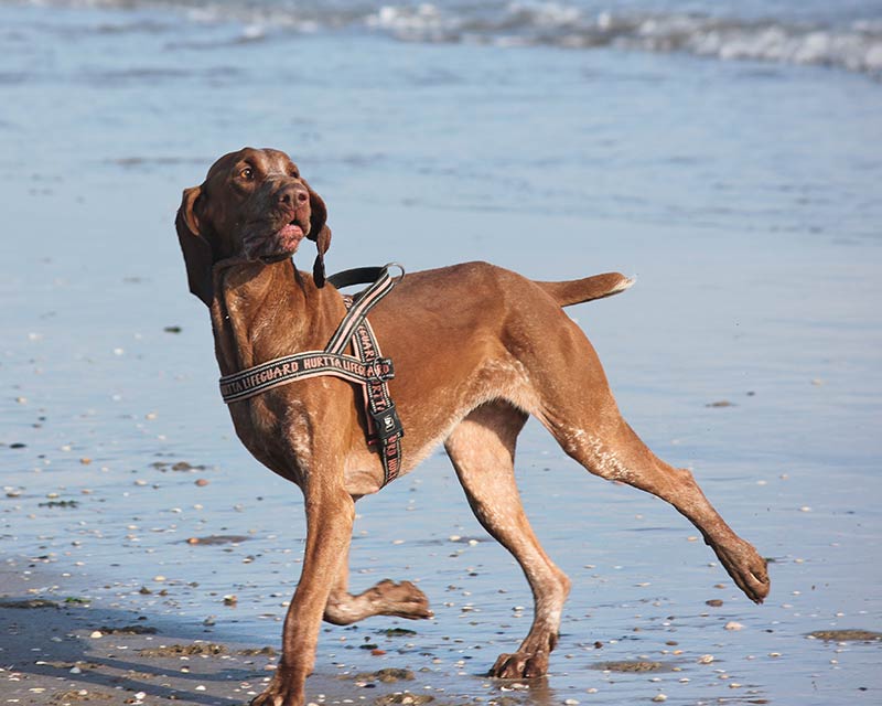 CaneNatura: cane di razza bracco durante una lezione di educazione al mare