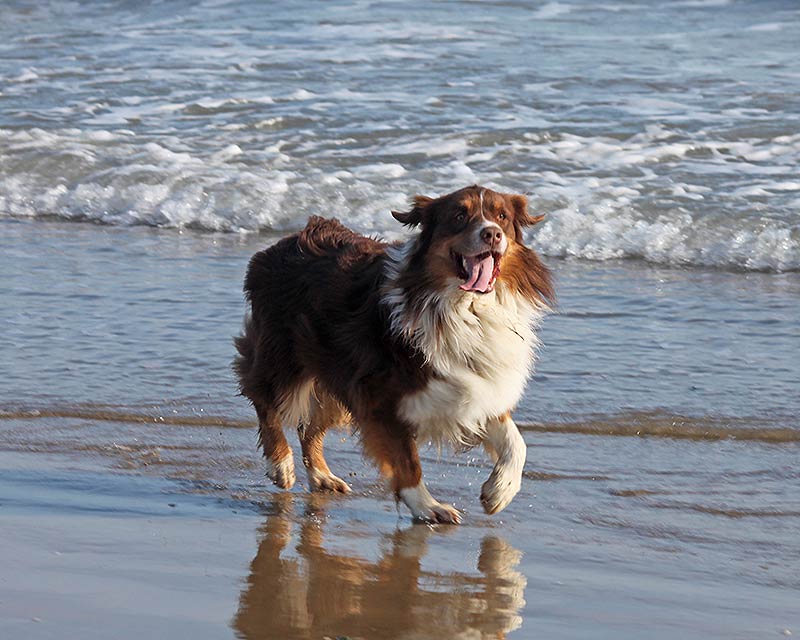 CaneNatura: un cane che corre in spiaggia alla fine dell'addestramento