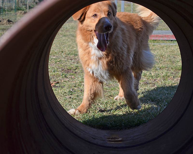 CaneNatura: cane femmina, di razza Nova Scotia Duck Toller Retriever, che guarda dentro un tunnel per agility dog