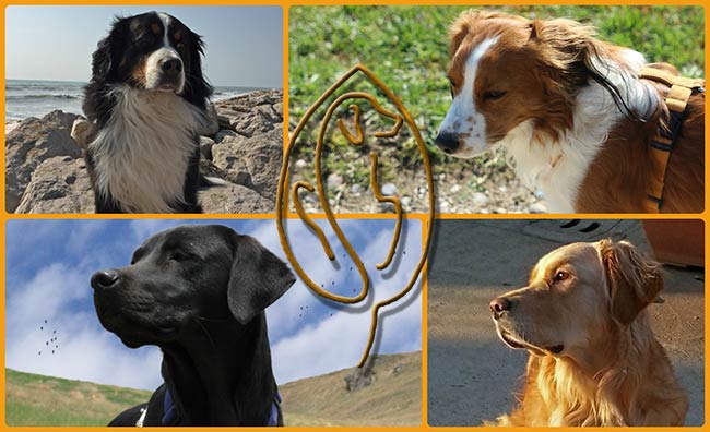 CaneNatura: cani in citt�, in campagna, al mare e in montagna