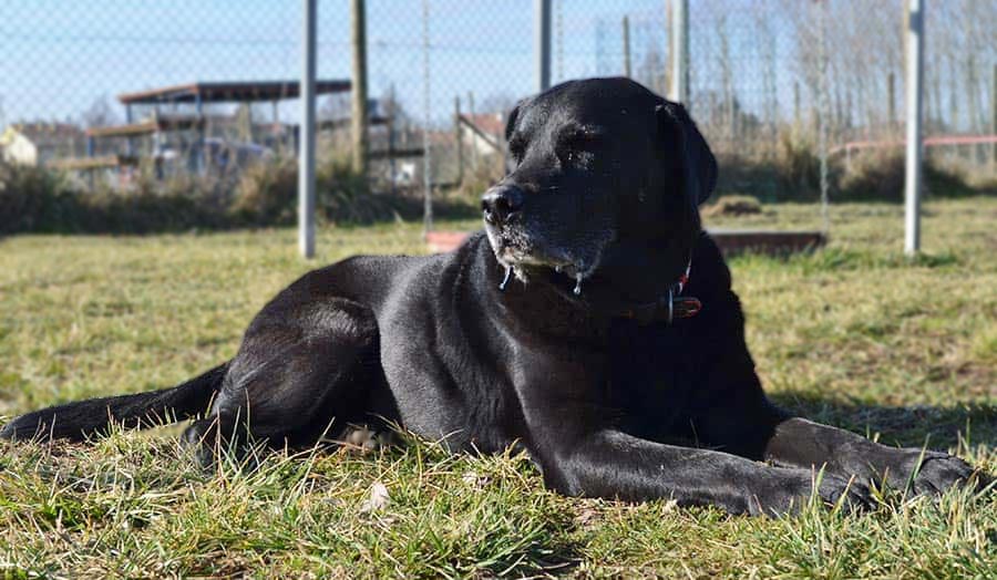 CaneNatura: scuola di addestramento cani ed educazione cani per Venezia e provincia