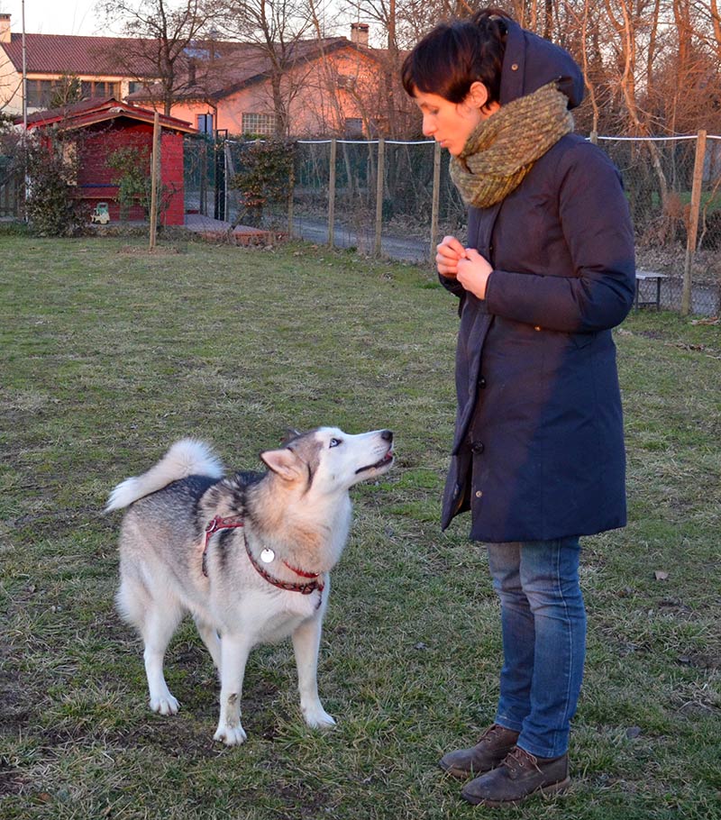 CaneNatura: educatore di cani con un husky siberiano