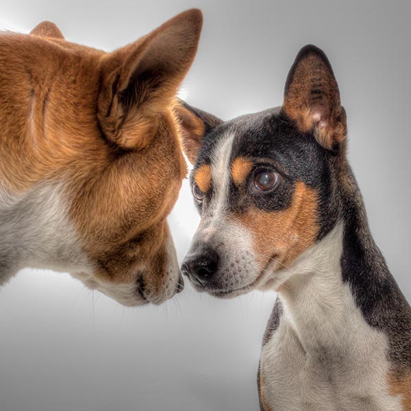 CaneNatura: due cani che si guardano