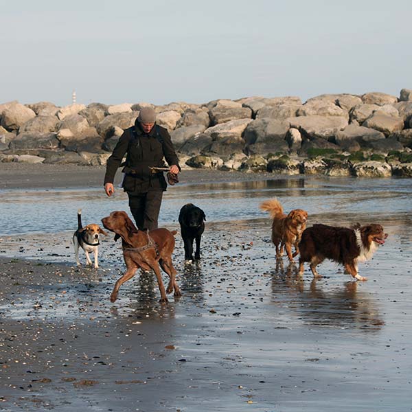 CaneNatura: uomo con un gruppo di cani sulla spiaggia