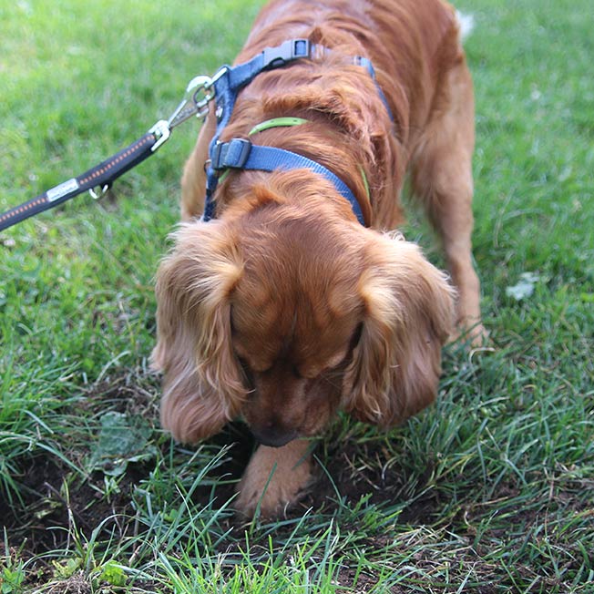 CaneNatura: cane che fiuta e scava
