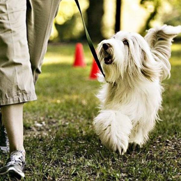 CaneNatura: cane al guinzaglio in un percorso sportivo di Rally Obedience