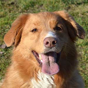 Sole, una splendida femmina di Nova Scotia Duck Toller Retriever