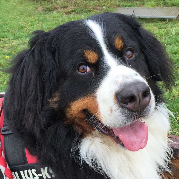 Testimonial di CaneNatura, la scuola di educazione cani e socializzazione di Spinea